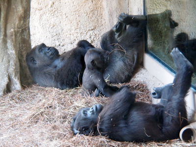 [The mother and son gorillas lie with their backs on the straw and their legs up the wall which contains the viewing glass. The mother gorilla also has her head leaning against a thick tree trunk so she's propped up a bit to be able to see the baby gorilla. George in the foreground has head head flat on the ground looking up. The baby gorilla sits upright looking through the viewing glass.]